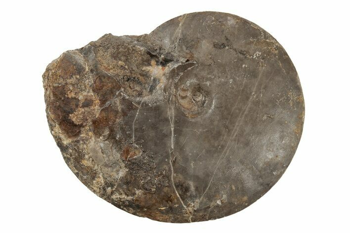 Triassic Fossil Ammonite (Meekoceras) - Nevada #218162